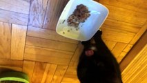 BOBAY, Talking Kitty Cat (# 7) KITTY CAT GRAVY ADDICTION SYNDROME~ licking the gravy only