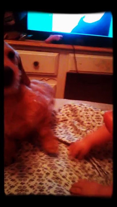 Baby having fun hitting a dog