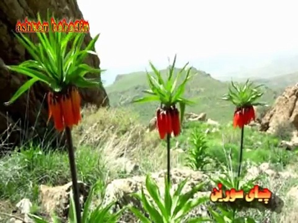 يدالله محمدي   بم به خشه