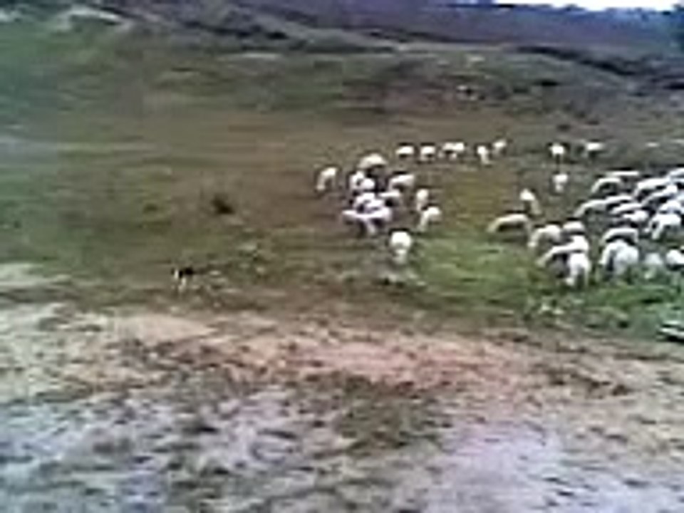 schapen drijven