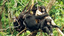 Chimpanzees catch yawns from humans