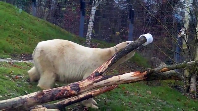 Alaska Feeling for Polar Bear Yoghi and Giovanna - Feeding on Alaska Salmon Munich Zoo Tundra