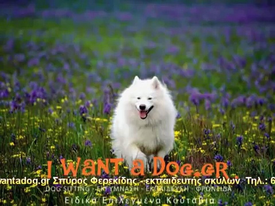 εκπαίδευση σκύλων - επιλεγμένα κουτάβια Σπύρος Φερεκίδης Www.Iwantadog.gr