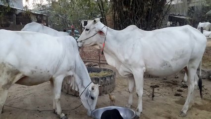 national geographic nature