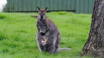 Junges Albino Bennet Känguru im Beutel der Mutter / Young white Wallaby
