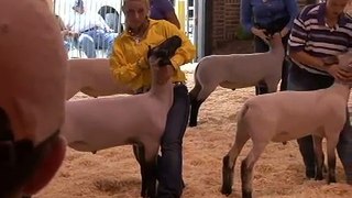 Illinois State Fair Market Lamb Drive.wmv