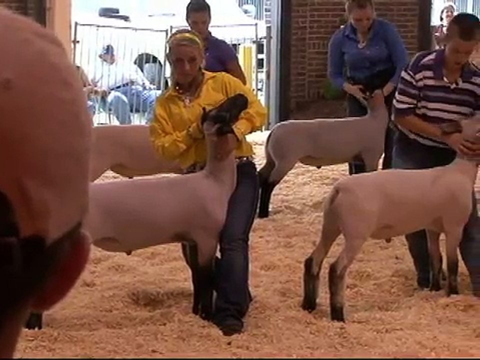 Illinois State Fair Market Lamb Drive.wmv