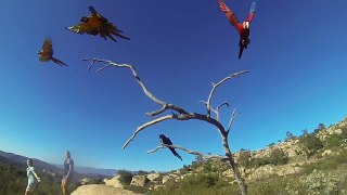 Stunt Flying Macaws