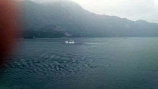 Orcas hunting Pacific White Sided Dolphins @ Squamish, BC 3/15/2014