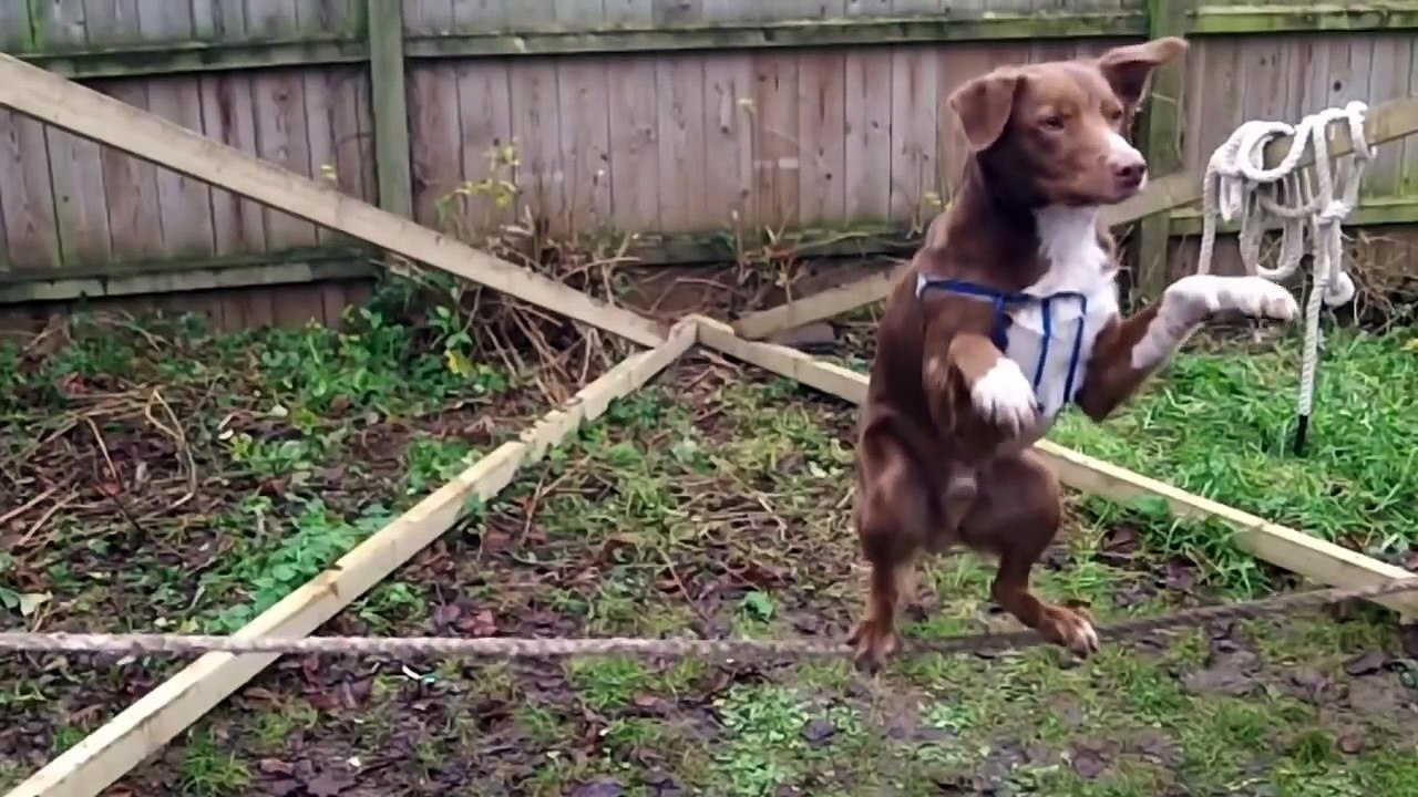 Ultimate Dogs Compilation 2015: Best Vines & Coub [OmNomNom]