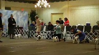 Metropolitan Area Papillon Club - Junior showmanship