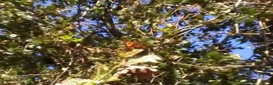 Woodland Butterflies/Moths/Bumblebee 'End of a Summer'