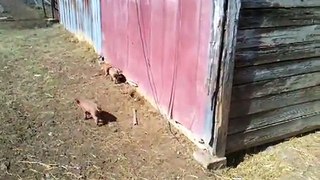 Sea Lavender Farm - Piglets and Puppies