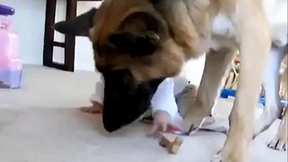 Best Funny Dogs And Children Funny Videos with your kids