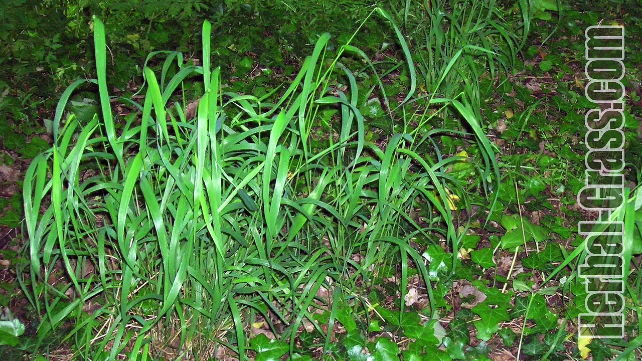 Пырей ползучий - лекарственное растение в составе мягкого слабительного средства Нейче Лакс NSP