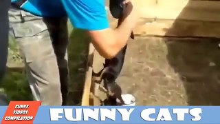 Funny cats and dogs - Funny videos try not to laugh 2015