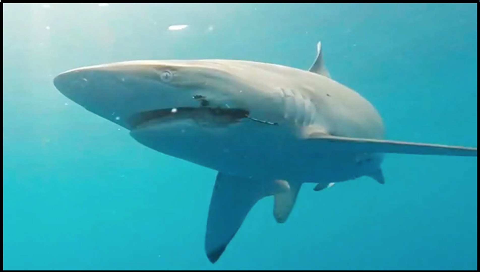 Shark Addicts Hunt for Injured Sharks