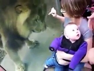 Zoo Animals Gone Wild Compilation  they lucky because of the hard glass