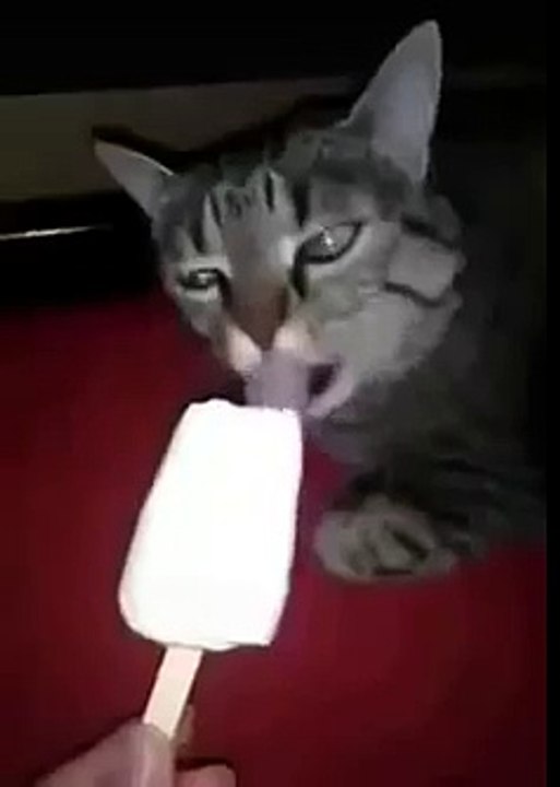 Необычная реакция кота на мороженое