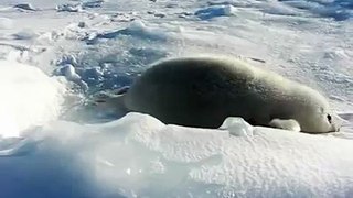Baby seal crying