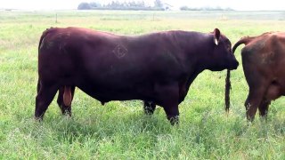 4 - Diamond D Angus Herd Preview Video 4, Registered Black Angus & Red Angus