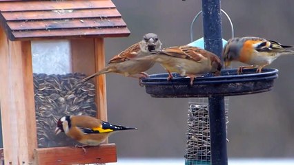 Un Pinson du Nord a ma mangeoire en ce jour de Noël...