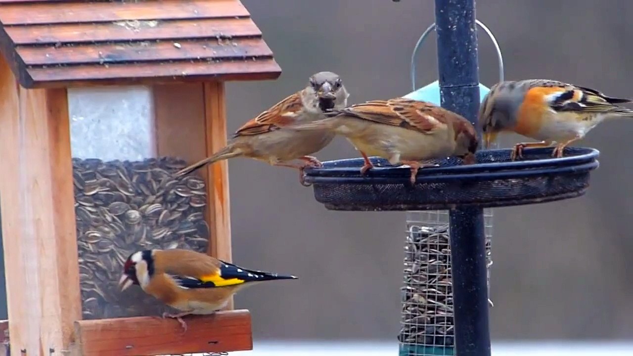 Un Pinson du Nord a ma mangeoire en ce jour de Noël...