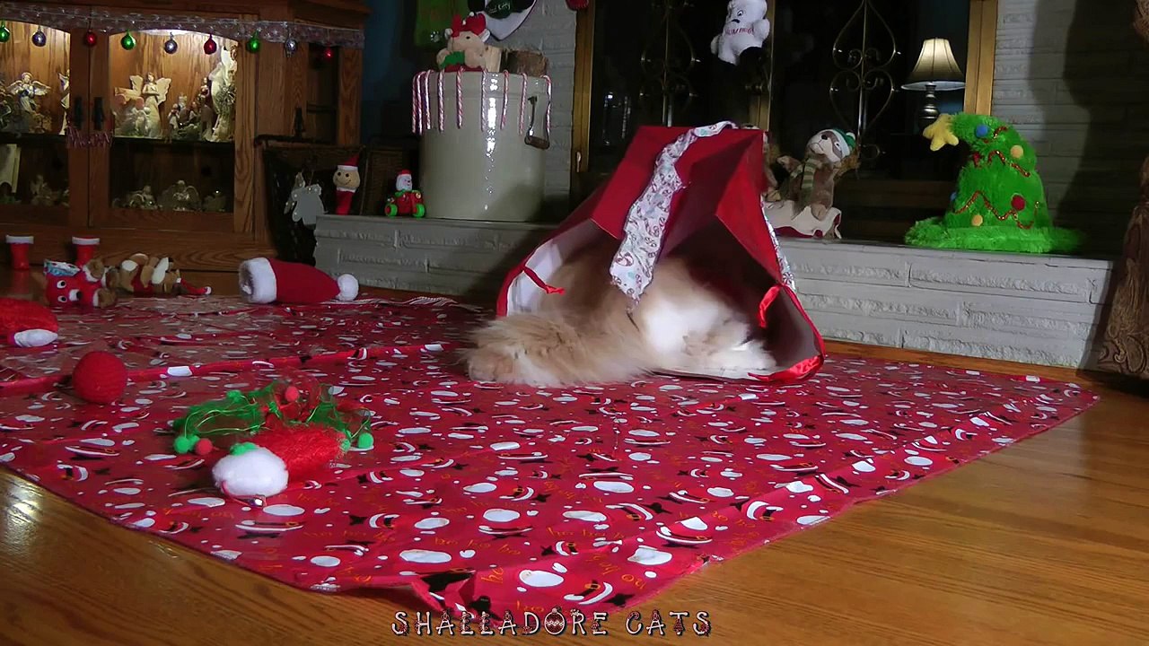 Santa Paws