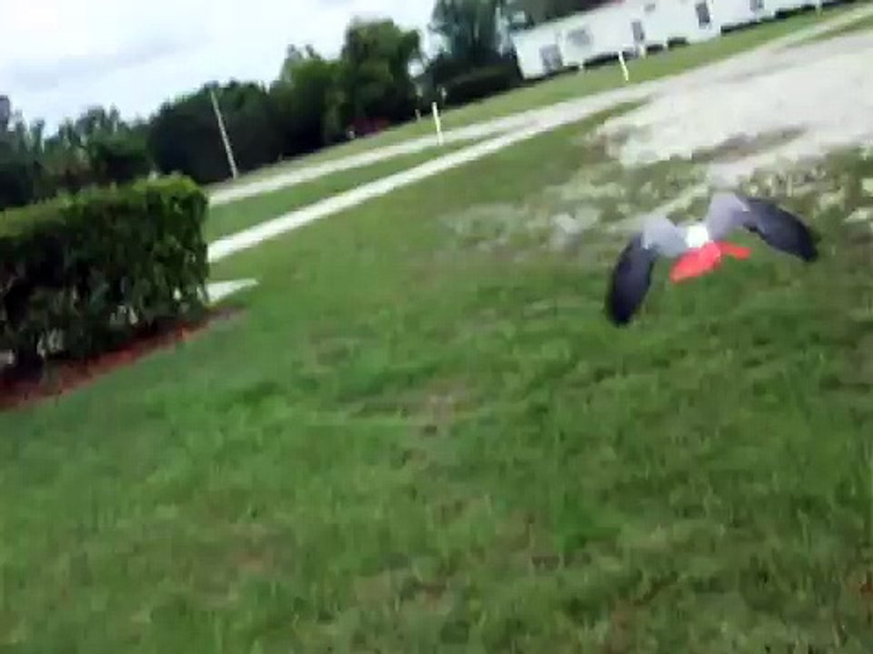 African Grey Flies Around Out of Sight
