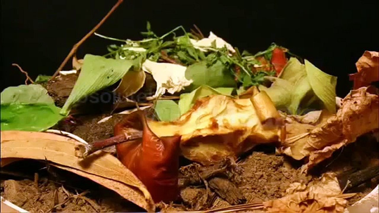 Food Rotting Timelapse: Apple Pie (Mould)