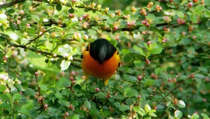 Birders: The Central Park Effect & The Tsunami and the Cherry Blossom - Trailer (HBO Docs)