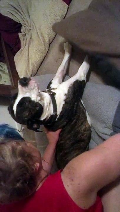 My dog, Max, having Grand Mal seizure