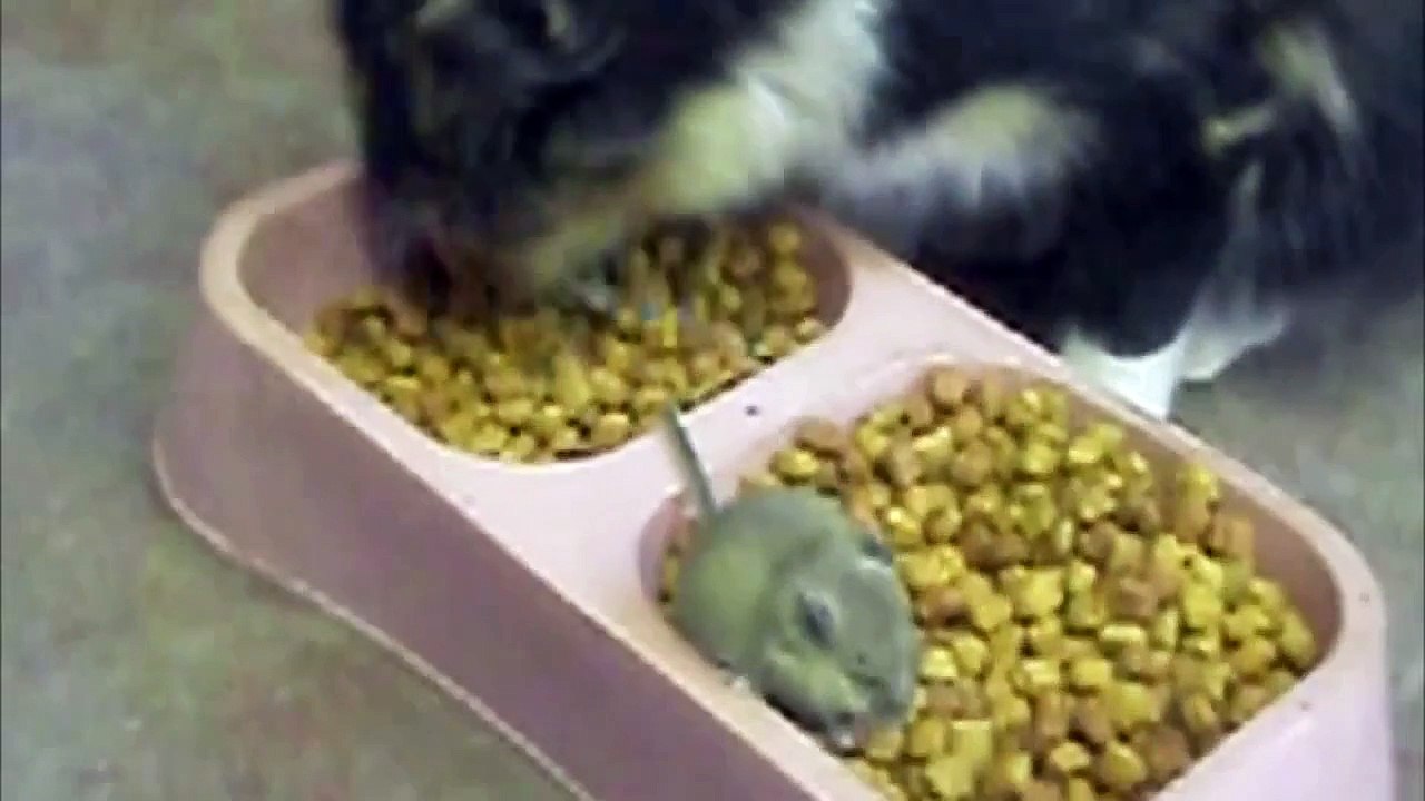 Котка И Мишка Хранене В Хармония