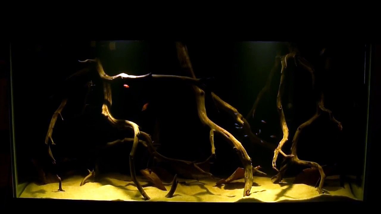 Beginning of 90 gal Amazon Blackwater tank