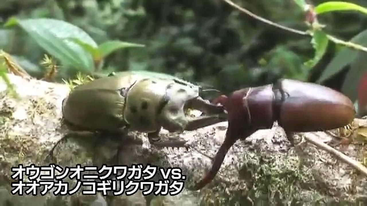 カブトvsクワガタ Rhino Beetle Vs Stag Beetle Part1 Video Dailymotion
