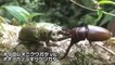 カブトVSクワガタ　Rhino beetle VS Stag beetle Part1