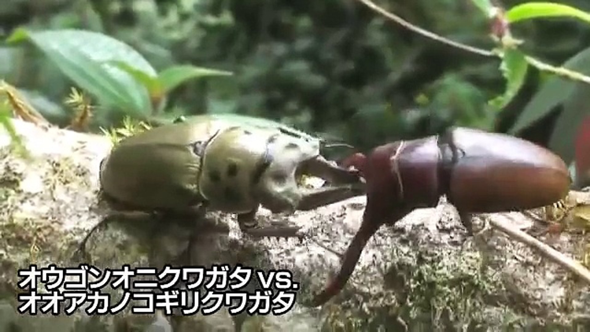カブトvsクワガタ Rhino Beetle Vs Stag Beetle Part1 Video Dailymotion