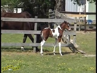2 week old and Socializing with the other horse