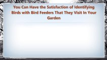 You Can Have the Satisfaction of Identifying Birds with Bird Feeders That They Visit In Your Garden