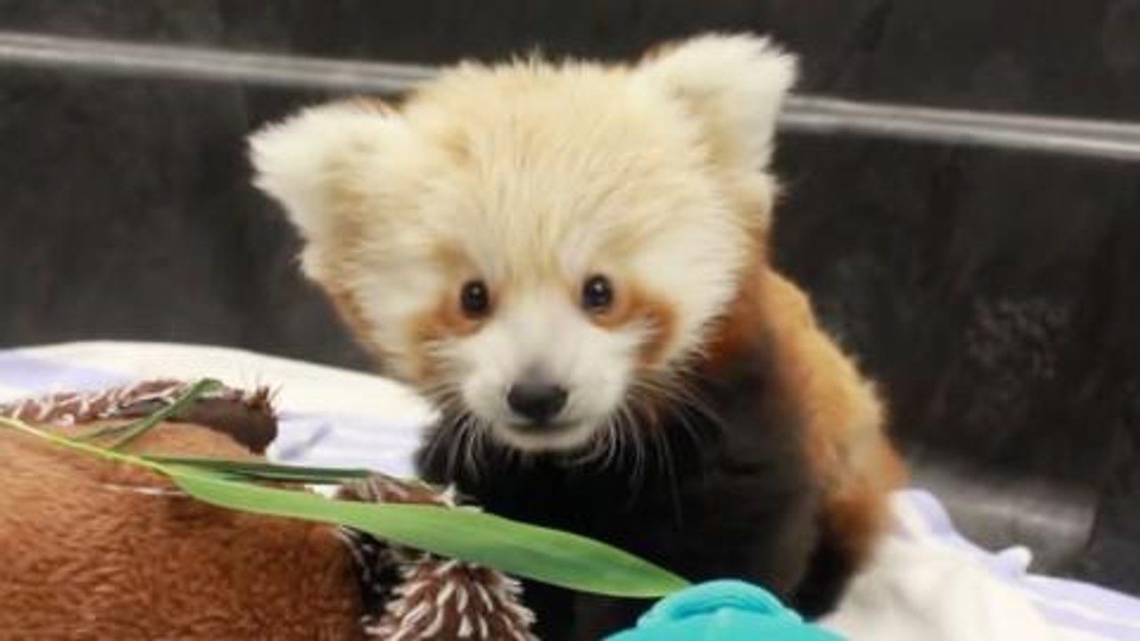 Top 10 Cutest Animals