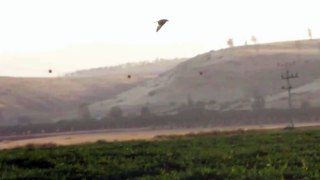 Stone Curlew Flying כרוון מצוי עף
