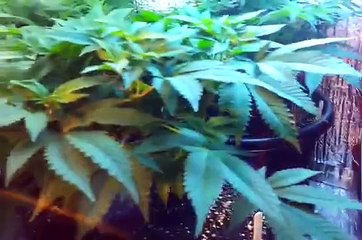 S4 E9  day49 blue cheese critical kush scrog