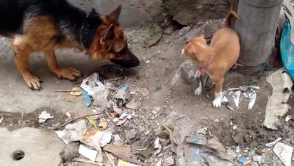 GSD - Boss meets street puppy