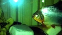 Pirana Köpek balığı Vatoz Kedi balığı akvaryum