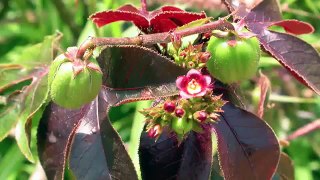 From Seed to Oil - Processing of Jatropha Curcas