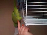 Quaker Parrot Tricks