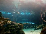 Ripley's Aquarium tunnel tank