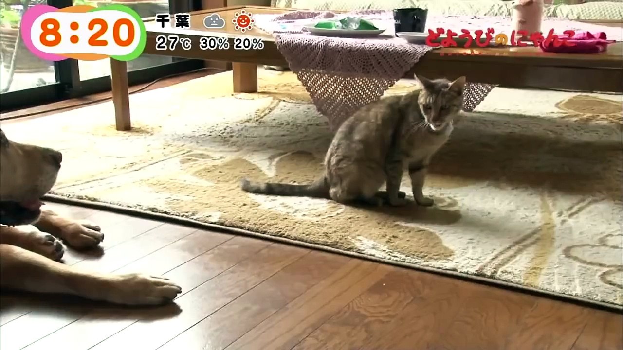 どようびのにゃんこ　とったん