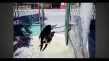 Funny Dogs. A Funny, Ultimate Dog Video vines #16