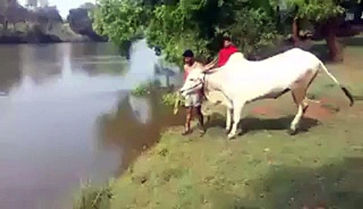 Bull Giving Diving Lessons ? - Video